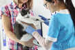 © H_Ko - Female owner hold cat on hands and veterinarian woman examine domestic pet