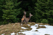 red deer female on the escape
