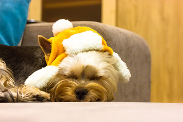 Wall Mural - Funny dog sleeping sweetly in a yellow hat lying on the couch at cozy home. Cute funny dog Yorkshire Terrier breed. Cozy, relaxing, chilling pet concept. Lovely canine animal theme. Space for text.