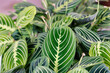 Maranta lemon lime. Close up on the leaves of this plant. The leaves are green with lighter stripes. The Maranta plants are native to Brazil but they are famous houseplant worldwide.