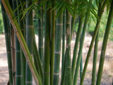 Fototapeta Dziecięca - bamboo tree in tropical rainforest.