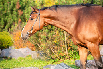  portrait of  bay sportive warmblood horse posing in  stable garden