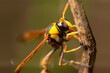 A wasp on a wooden twig, clinging to the wood, also known as yellowjacket, hornet