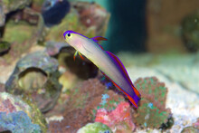 Purple Firefish, Also Known As The Purple Fire Goby, Purple Dartfish, Decorated Dartfish, Or Flame Firefish, Latin Name: Nemateleotris Decora