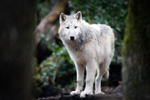Portrait Of An Artic Wolf In The Forest