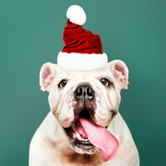 Wall Mural - Portrait of a cute Bulldog puppy wearing a Santa hat