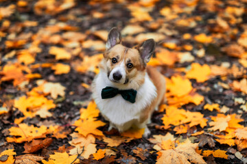 Sticker - portrait of a cute pembroke corgi dog in a butterfly on a background of golden fallen leaves in an autumn park