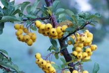 Bright Yellow Berries On A Branch With Leaves In The Dew. Pyracantha Or Firethorn Plant. Autumn. Selective Focus Close-up Photo