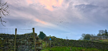 Flock Of Pigeon And Geese Circling Over A Moorland Farmhouse