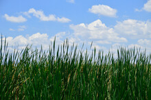 Tall Green Grass And A Beautiful Blue Sky With Clouds In A Florida Marshland