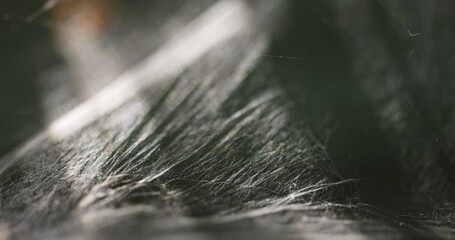 Silky spider web smoothly blown in the wind