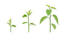 Saplings Are Growing On A White Background