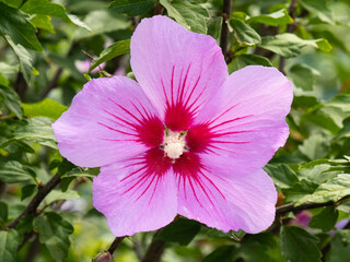Wall Mural - the beautiful rose of sharon hibiscus