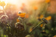 © Cavan Images - Little snail walking on calendula flower during summer