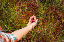 Man Harvests Cranberries Among The Swamps