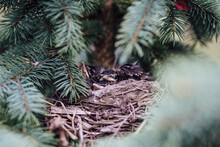 Young Hatchlings In Their Nest In A Sprice Tree