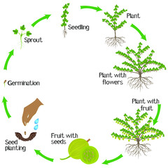 Wall Mural - A growth cycle of a gooseberry plant on a white background.