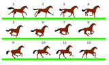 Fototapeta Konie - Horse running animation. Twelve key positions of horse running. Vector illustration isolated on white background.