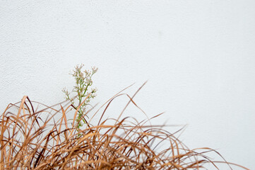 Grass with flower and white wall