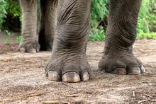 Asian Elephant's Legs And Feet