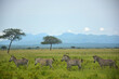 Panoramic view of savannah landscape with herd of zebras running. Mikumi national park, Tanzania