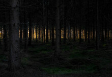 Tree Silhouettes At Nightfall In A Scary Forest, In The Distance The Last Sunlight