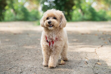 Little Maltipoo Puppies Walks In The Park In Autumn Time