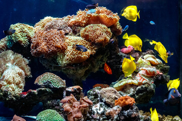 Wall Mural - a beautiful aquarium with corals and fish yellow zebrasome yellow tang