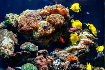 Sticker - a beautiful aquarium with corals and fish yellow zebrasome yellow tang