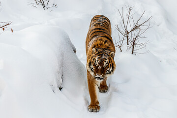 Wall Mural - beautiful panthera tigris on a snowy road