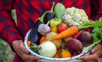 Wall Mural - a man holds a bowl of fresh vegetables from the farm in his hands. Nature.