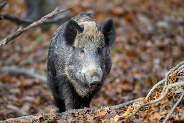 male wild boar in autumn forest