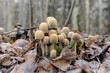 Group of fungus Coprinus in dry leaves