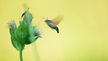 The Rare Butterfly The Hummingbird Hawk-moth (Macroglossum Stellatarum) Captured On Video While Feeding On The Nectar Of Flowers.