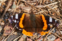 A Shallow Focus Of A Red Admiral Butterfly Vanessa Atalanta On The Dirty Ground