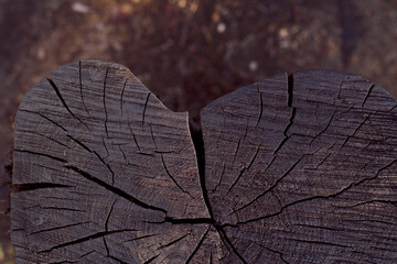 heart shaped dark tree trunk with textured cracks