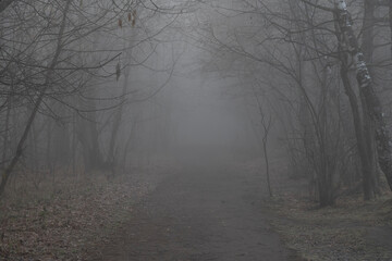 Wall Mural - Selective focus. Dark dense forest with dirty road and black bare tree silhouettes covered with solid fog in the early morning. Autumn fallen leaves lies on the ground. Copy space for your text.