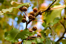 Pear Tree Seed Clusters