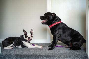 Poster - Boston Terrier puppy lies on the ground indoors in front of a Staffordshire Bull Terrier dog. The dog is sitting. They are indoors. The puppy is wearing a harness and lead. The Dog has a red collar