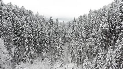 Wall Mural - Slow flight aerial drone footage of frozen winter woods snowy landscape nature background.