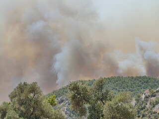 Wall Mural - forest fire in turkey