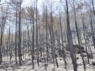 Wall Mural - forest fire in turkey