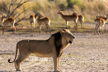 A Male Lion Standing A Distance From A Herd Of Impala In The Early Morning