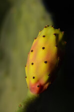 Close Up Portrait Of A Ripe Red And Yellow Prickly Pear Growing On A Plant