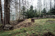 Harzer Waldlandschaft mit Totholz und Jungholz