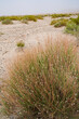 © Brekke - Wild plant ephedra Gobi life