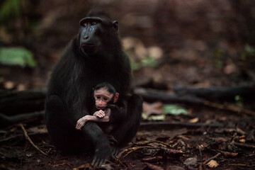 Celebes crested macaque mother and her baby, Tangkoko National Park, Indonesia