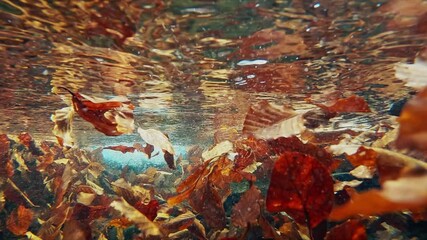 Poster - Autumn underwater shots in the mountain stream full of golden floating leaves, Beskidy, Poland