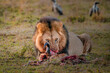 lion in the wild with wild beast kill