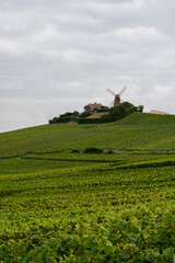 Sticker - View on Moulin de Verzenay and green pinot noir grand cru vineyards of famous champagne houses in Montagne de Reims near Verzenay, Champagne, France